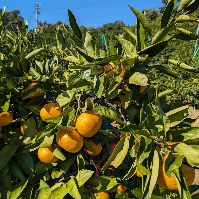 みかん農家のおやつみかん 早生みかん 10kg | カネエツ外山農園