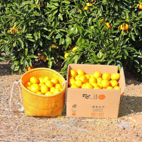 ITEM | カネエツ外山農園