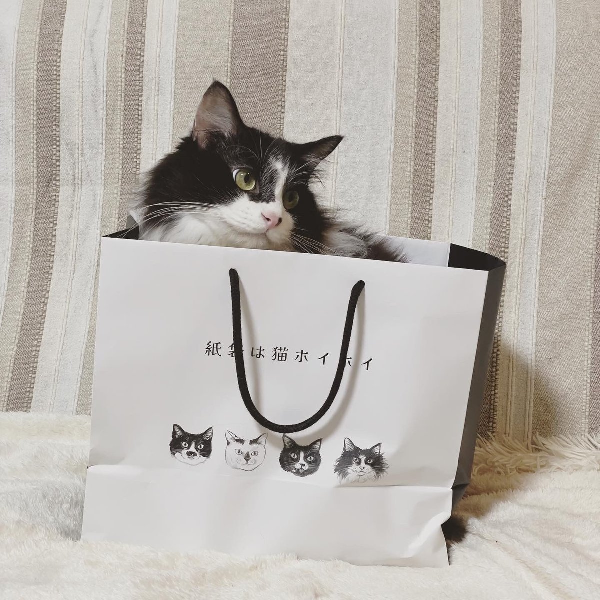 グシコロコロコロラスク24個セット（ロゴ入り紙袋のおまけ付き） | CAT
