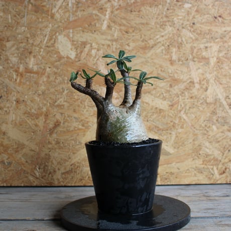 y鉢　SRL 灌木　チタノタ　グラキリス　アガベ　コーデックス アガベ チタノタ 清櫻 TC株 Agave titanota Seiou 多肉植物 珍奇植物