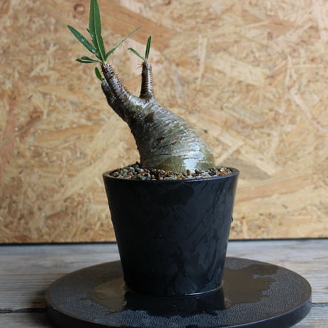 灌木コーデックス | STORES