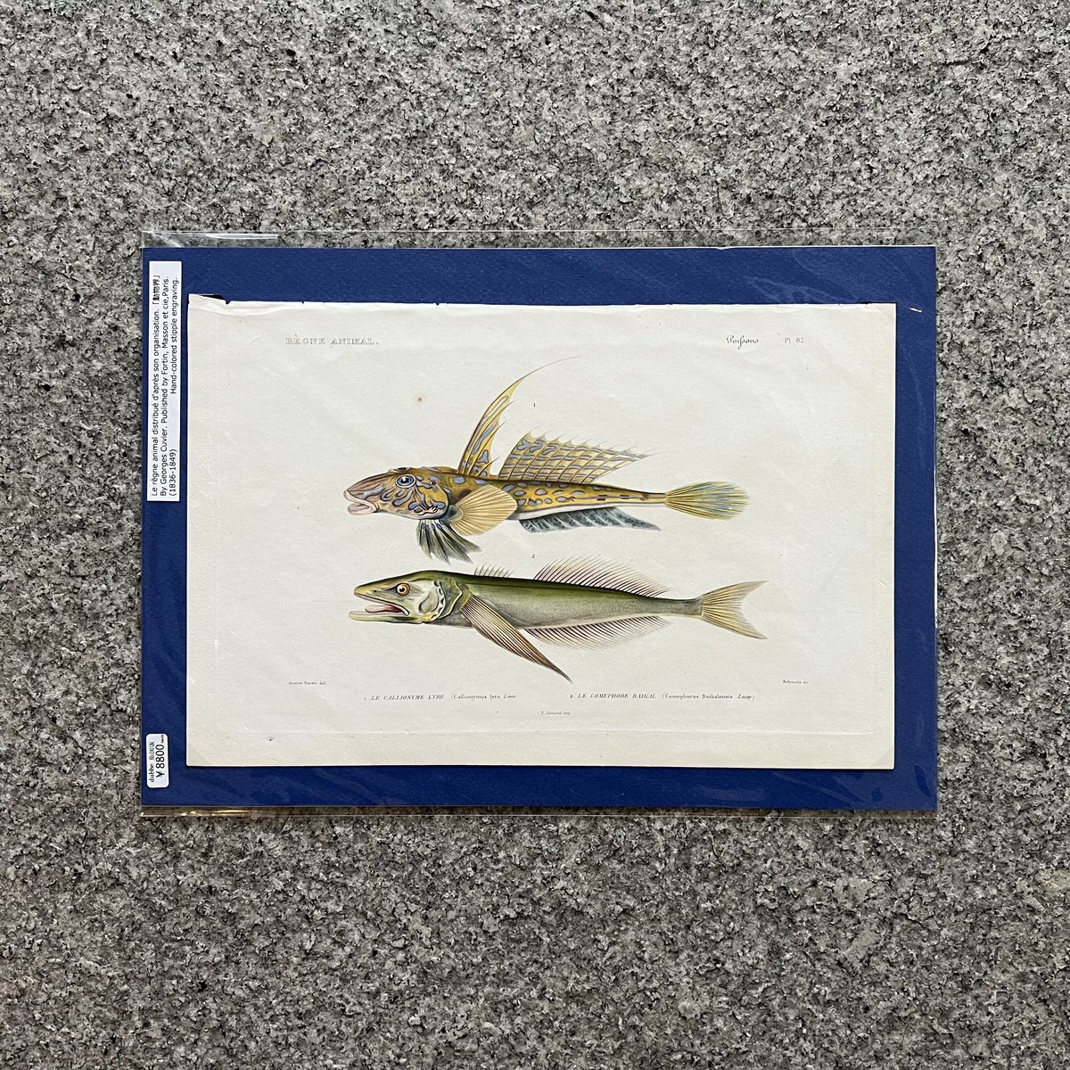 魚図版 キュヴィエ動物界門徒版 手彩色銅版画 9 | SAKANA BOOKS オンライン