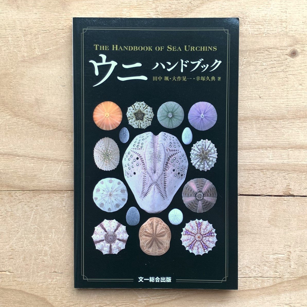 外国のカシパン♡ウニ殻♡標本
