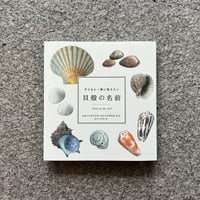 子どもと一緒に覚えたい貝殻の名前
