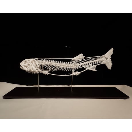 SAKANA BOOKS オンライン