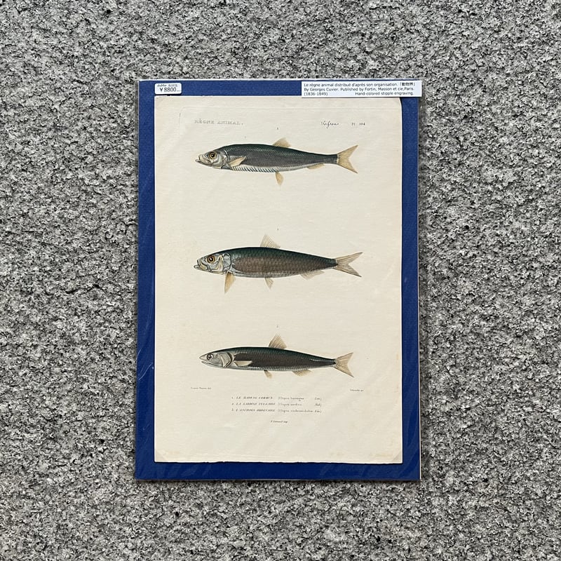 魚図版 キュヴィエ動物界門徒版 手彩色銅版画 6 | SAKANA BOOKS