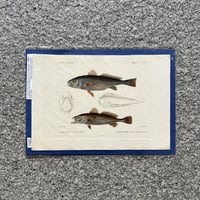 魚図版 キュヴィエ動物界門徒版 手彩色銅版画 5