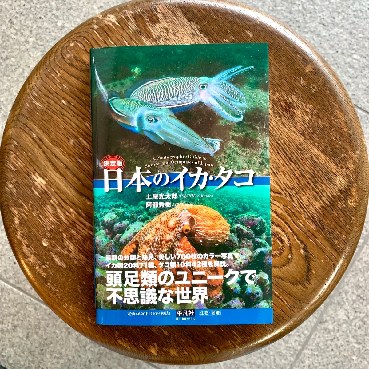 決定版 日本のイカ・タコ | SAKANA BOOKS オンライン
