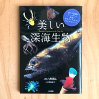 美しい深海生物