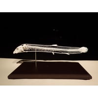 【受注販売】 ドジョウ（Misgurnus anguillicaudatus）全身骨格2倍拡大レプリカ