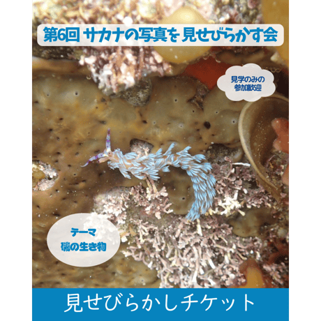 さかなページ Amazon.co.jp: にじいろのさかな (世界の絵本) : マーカス