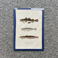 魚図版 キュヴィエ動物界門徒版 手彩色銅版画 6 | SAKANA BOOKS