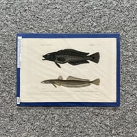 魚図版 キュヴィエ動物界門徒版 手彩色銅版画 6 | SAKANA BOOKS