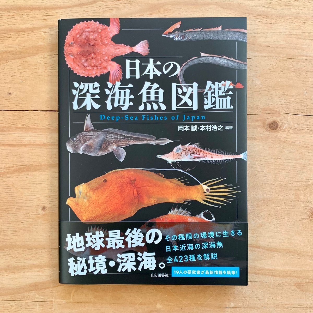 ミカミカ様　古代魚　深海魚　クラゲ　オーダー ミカミカ様 古代魚 深海魚 クラゲ オーダー （ROV（無人潜水艇