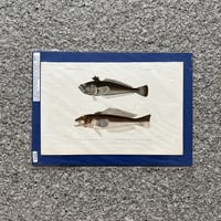 魚図版 キュヴィエ動物界門徒版 手彩色銅版画 6 | SAKANA BOOKS