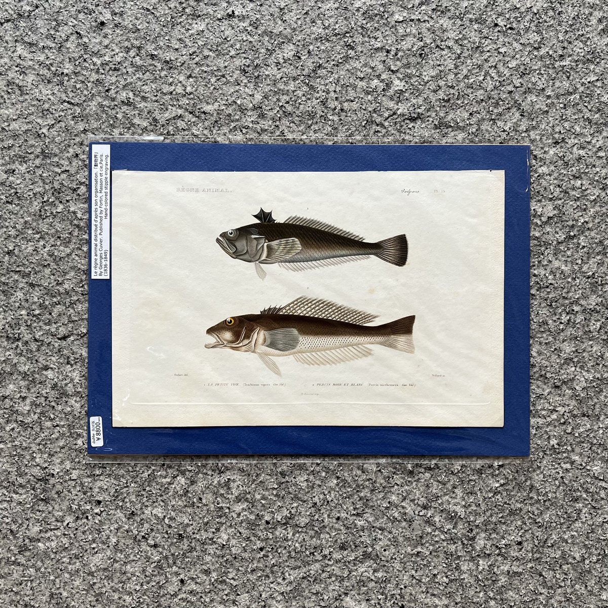 枝豆 同捆❌プロフ必読 超稀少1892アンティーク絵本 ヴィクトリアン 枝豆 同捆❌プロフ必読 超稀少1892アンティーク絵本