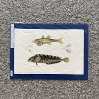 銅と銀の関節魚 ( 1940’s ) 魚図版 キュヴィエ動物界門徒版 手彩色銅版画 6 | SAKANA BOOKS オンライン