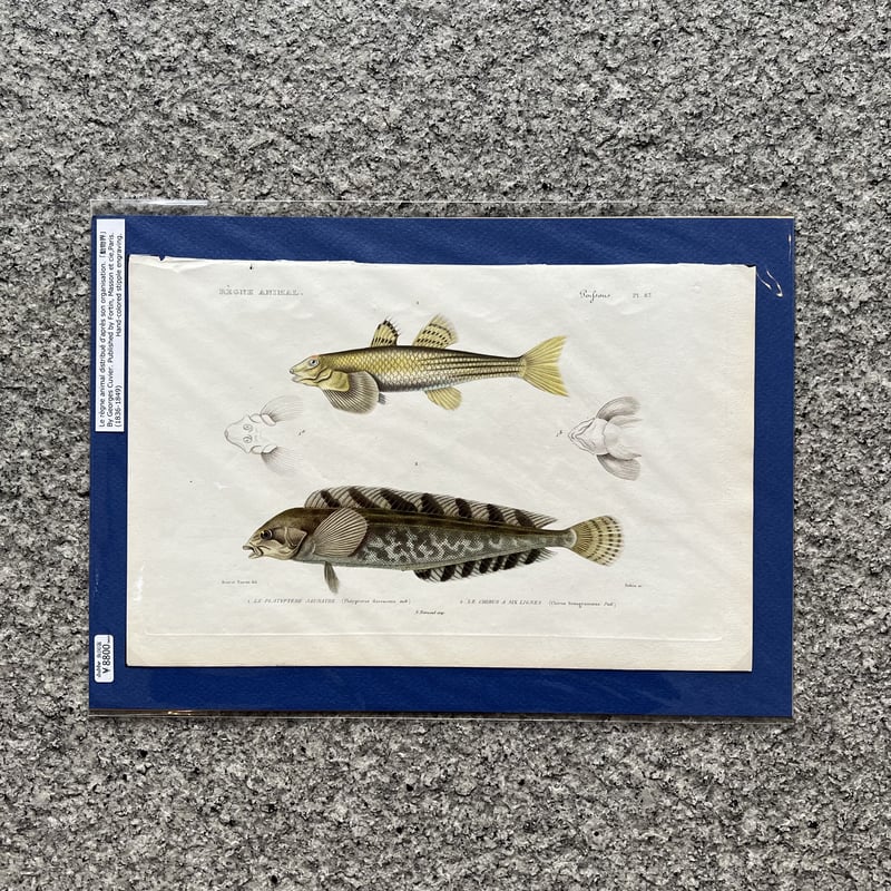 銅と銀の関節魚 ( 1940’s ) 銅と銀の関節魚 ( 1940's )