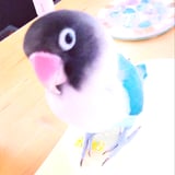  ∴ ホクメレのki ∴