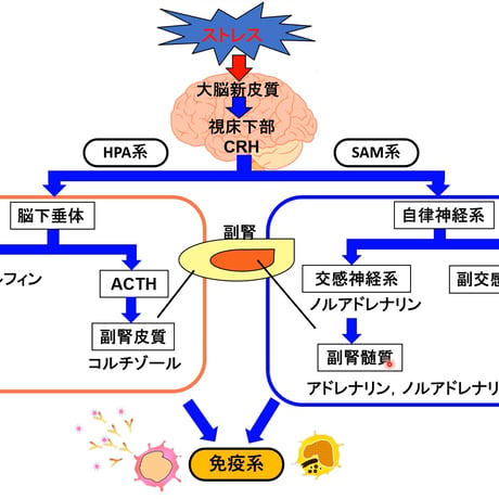 【必修領域】ストレスマネジメントに関する基本的知識