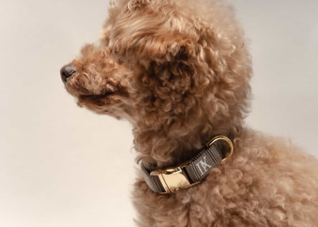 犬用 首輪【nylon sling collar】