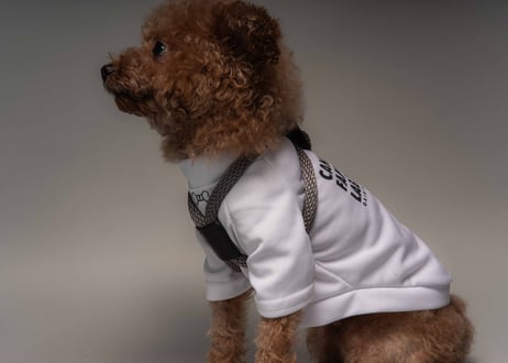 犬用 ロープハーネス【braid harness】
