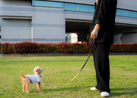 犬用 リード【nylon sling leash】