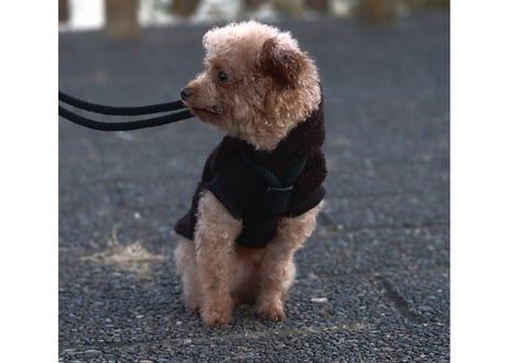 boa hooded pullover