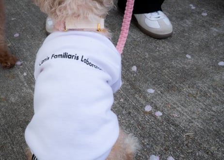 犬用 服 Tシャツ【t-shirt〈b〉】