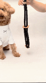 犬用 ロープハーネス【braid harness】