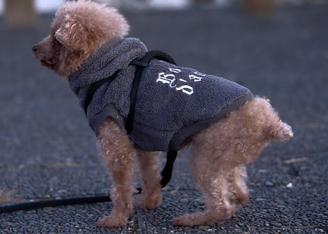 boa hooded pullover