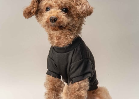 犬用 服 Tシャツ【t-shirt〈b〉】