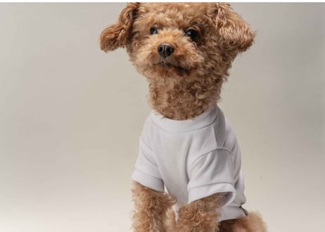 犬用 服 Tシャツ【t-shirt〈c〉】