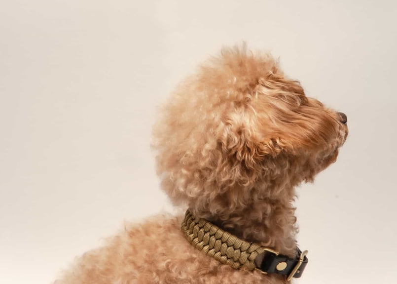 パラコード❥首輪❥エレガント❥ベージュ　№010 パラコード❥首輪❥エレガント❥ベージュ№010