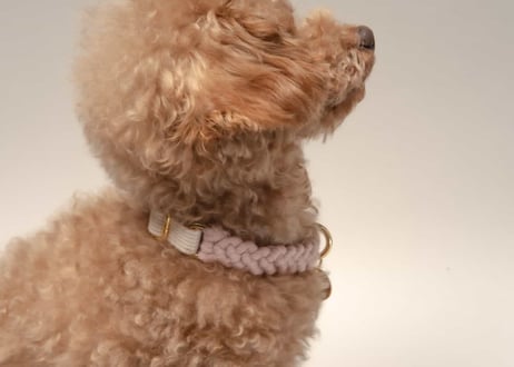 犬用 首輪 マクラメ【macramé collar】