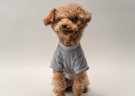 犬用 服 Tシャツ【t-shirt〈d〉】