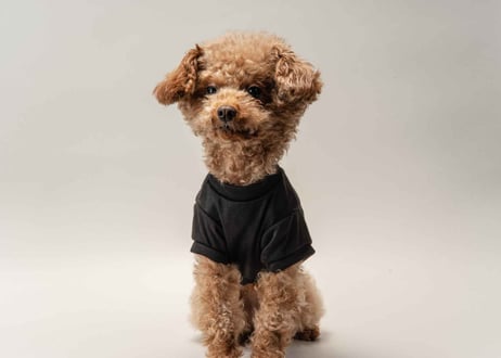 犬用 服 Tシャツ【t-shirt〈b〉】