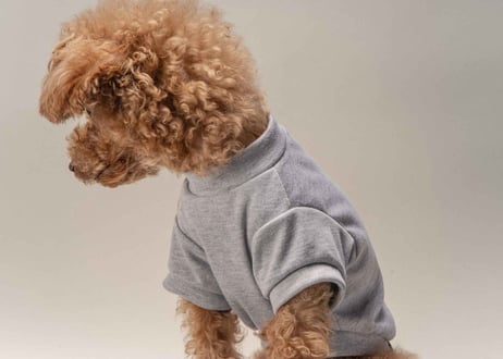 犬用 服 Tシャツ【t-shirt〈d〉】