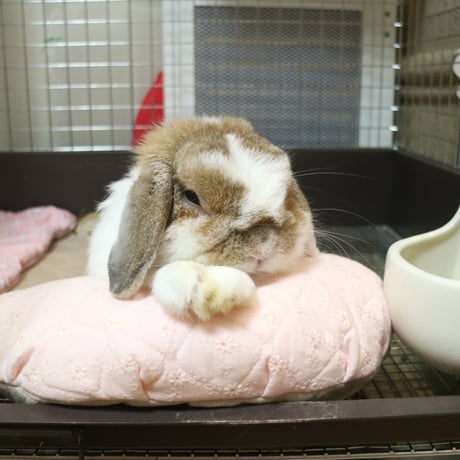 おぅピロー　ほんのり小さめ