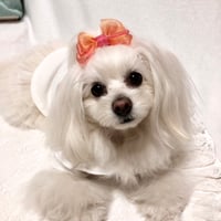 No.218 ふわっとグラデーションリボン