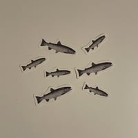 Tattoo seal (fish)
