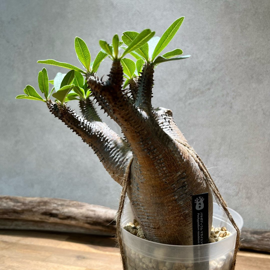 パキポディウム マカイエンセ【2】 | 塊祭