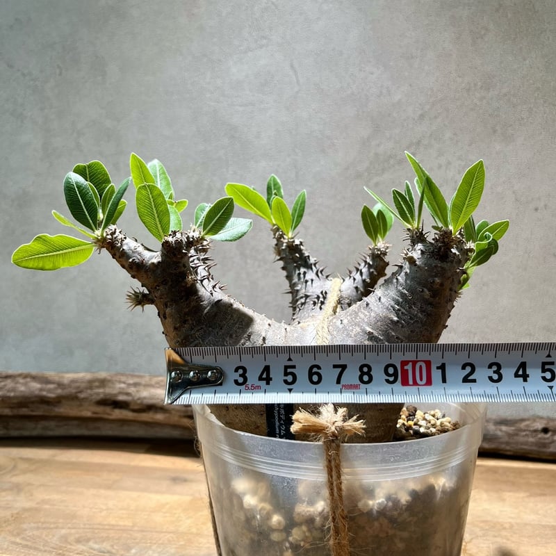 パキポディウム マカイエンセ【6】 | 塊祭