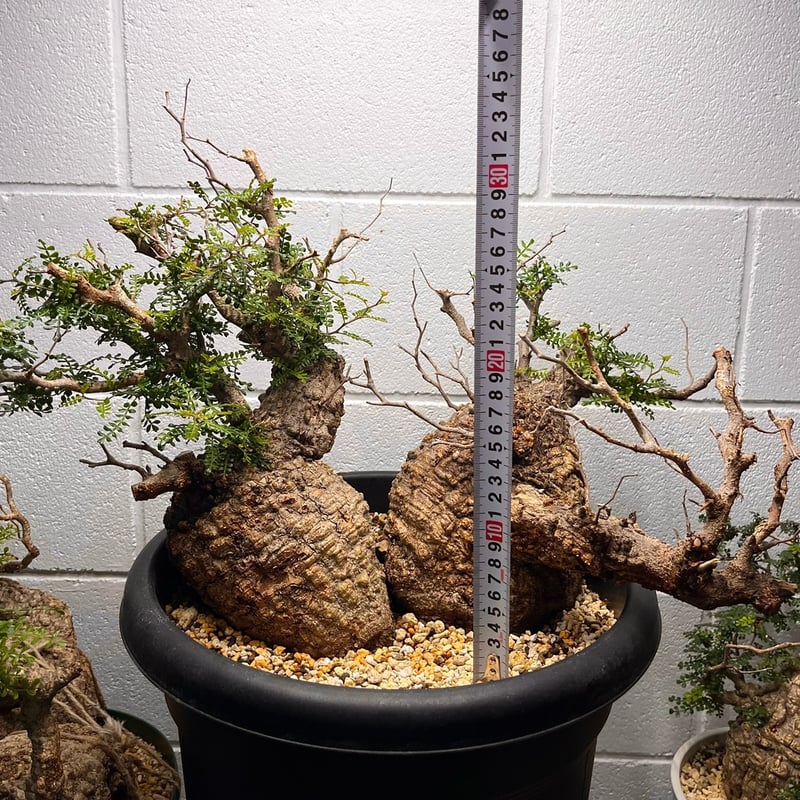 operculicarya hirsutissima オペルクリカリア ヒルスティッシマ 02