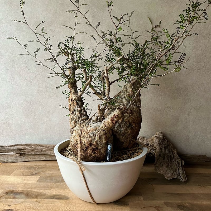 塊根植物】オペルクリカリア パキプス 3号 - 家具 塊根植物】オペルクリカリア パキプス 3号 - 家具