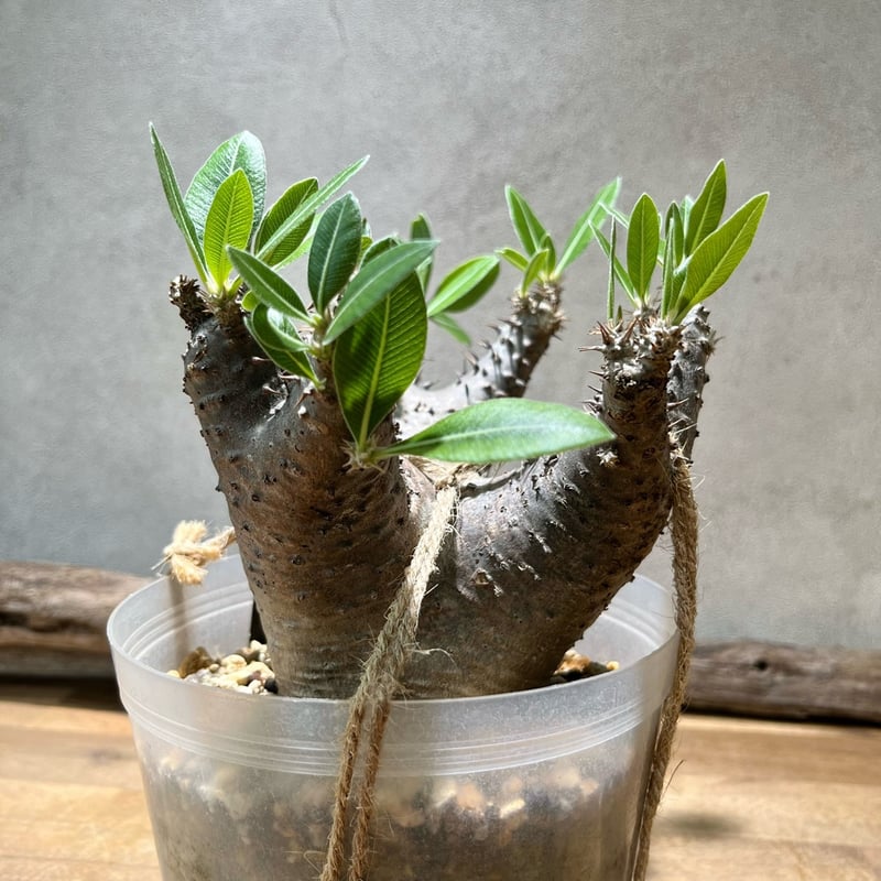 パキポディウム マカイエンセ【6】 | 塊祭