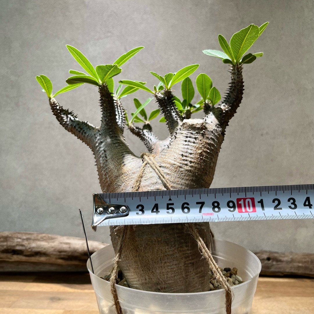 パキポディウム マカイエンセ パキポディウム：マカイエンセ （魔界玉）4号23-01 の通販