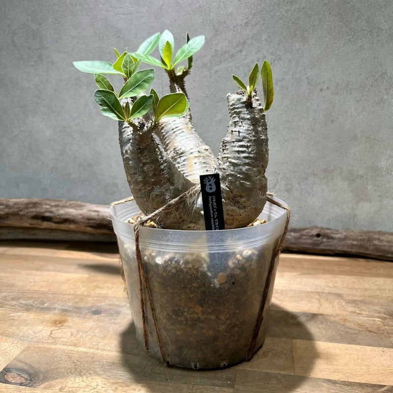 パキポディウム　マカイエンセ　扁平　No.2 パキポディウム マカイエンセ Pachypodium Makayense NO.2 | man