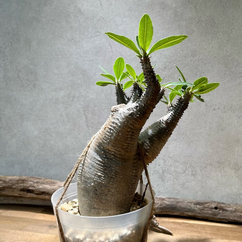 パキポディウム マカイエンセ パキポディウム マカイエンセ | STELLA.PLANTS