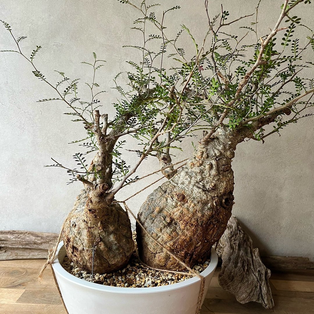 KP125 オペルクリカリア パキプス コーデックス ベアルート株　ダブル 多頭 マルチヘッド オペルクリカリア パキプス MP02 発根済 現地